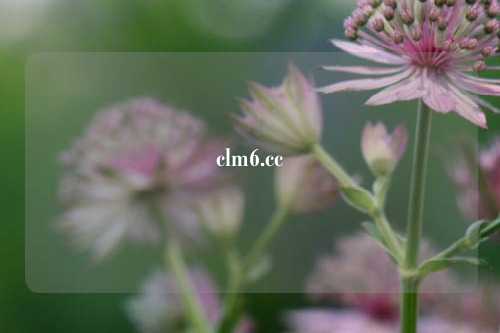 clm6.cc